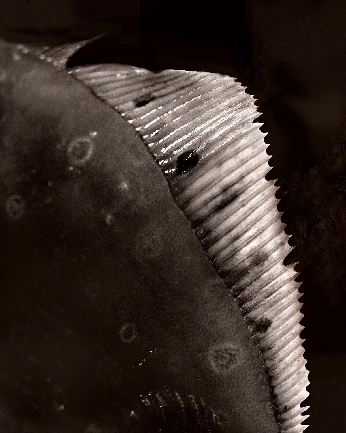 Fish 23 Plaice Black Fins.jpg
