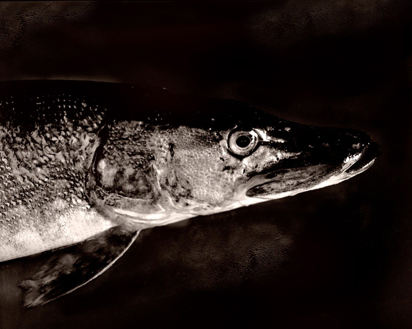 Fish Northern Pike 6 Flipped.jpg