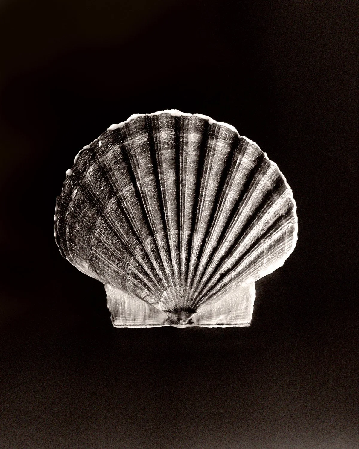 Fish Shell 64.jpg