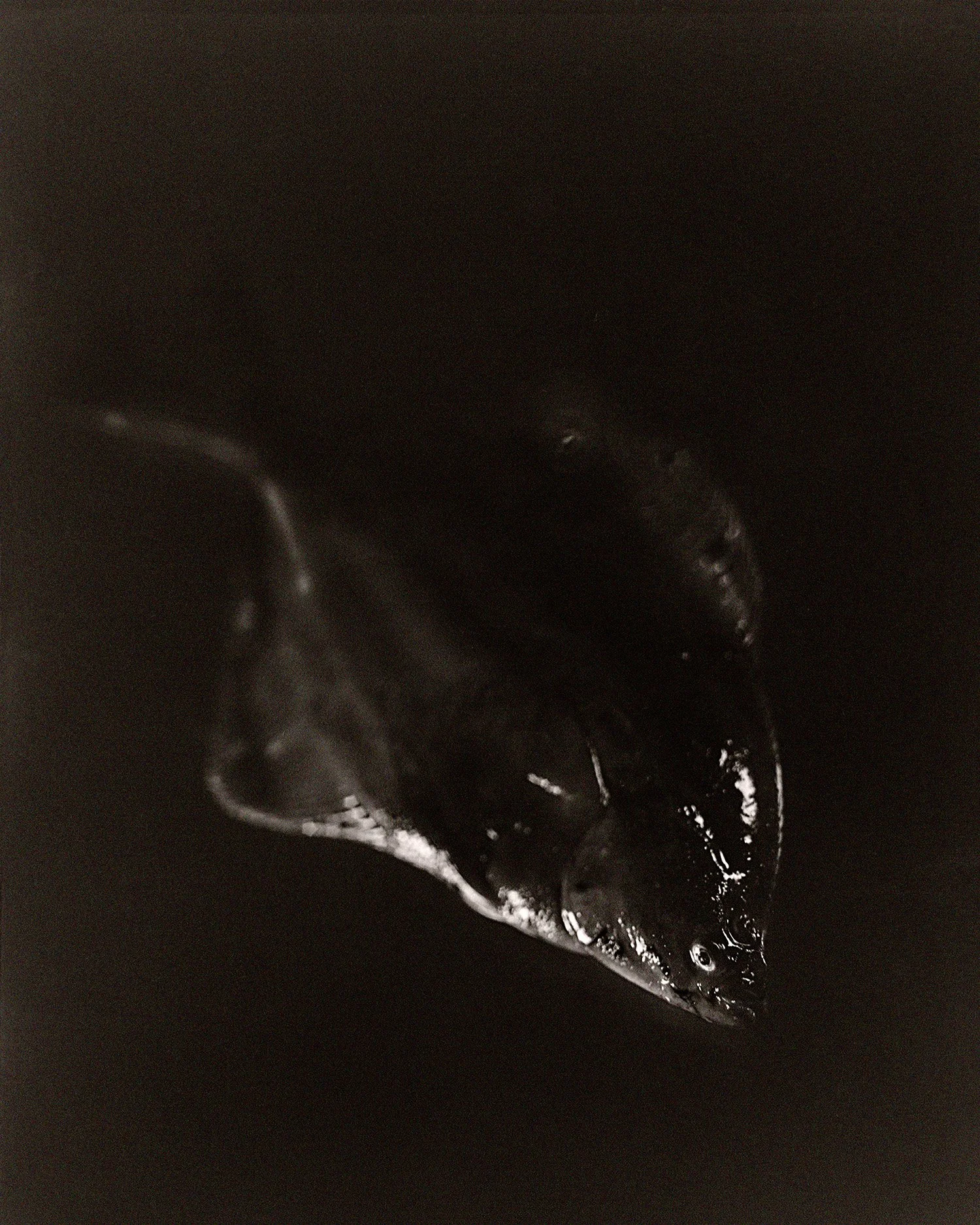 Fish 2026 17 Sole.jpg
