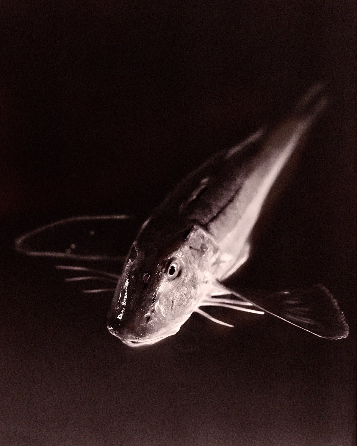 Fish 66.jpg