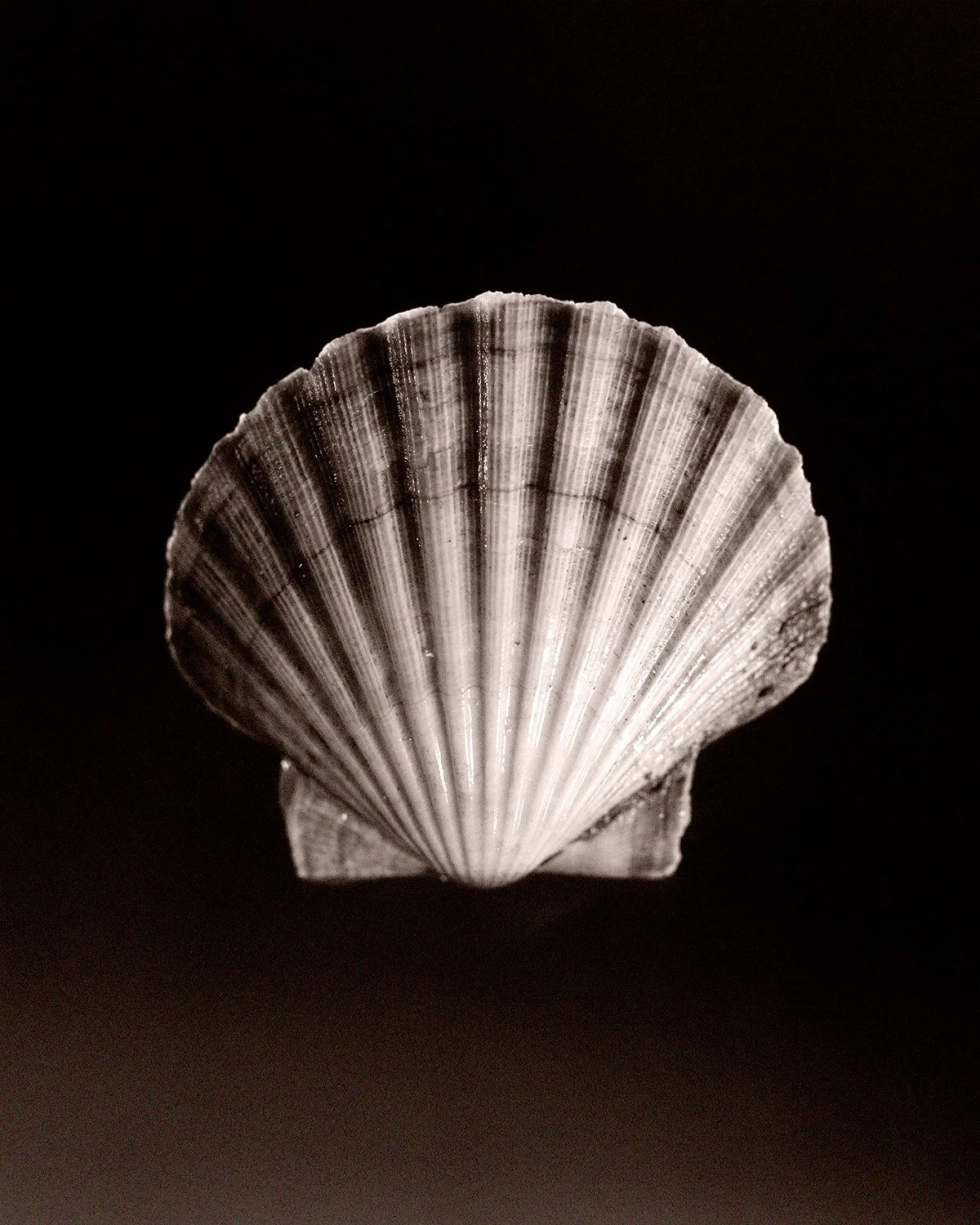 Fish Shell Front 65.jpg