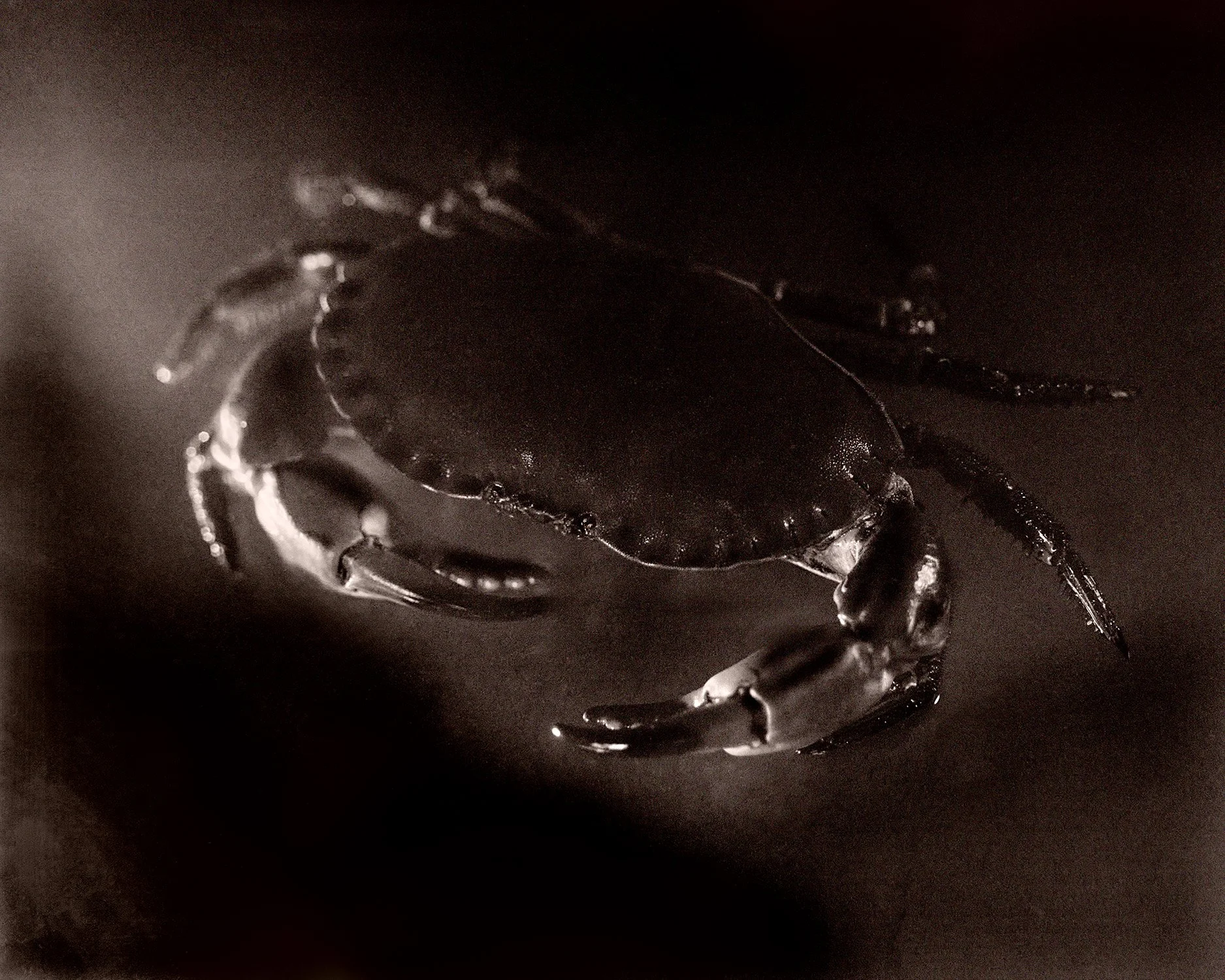 Fish Crab.jpg