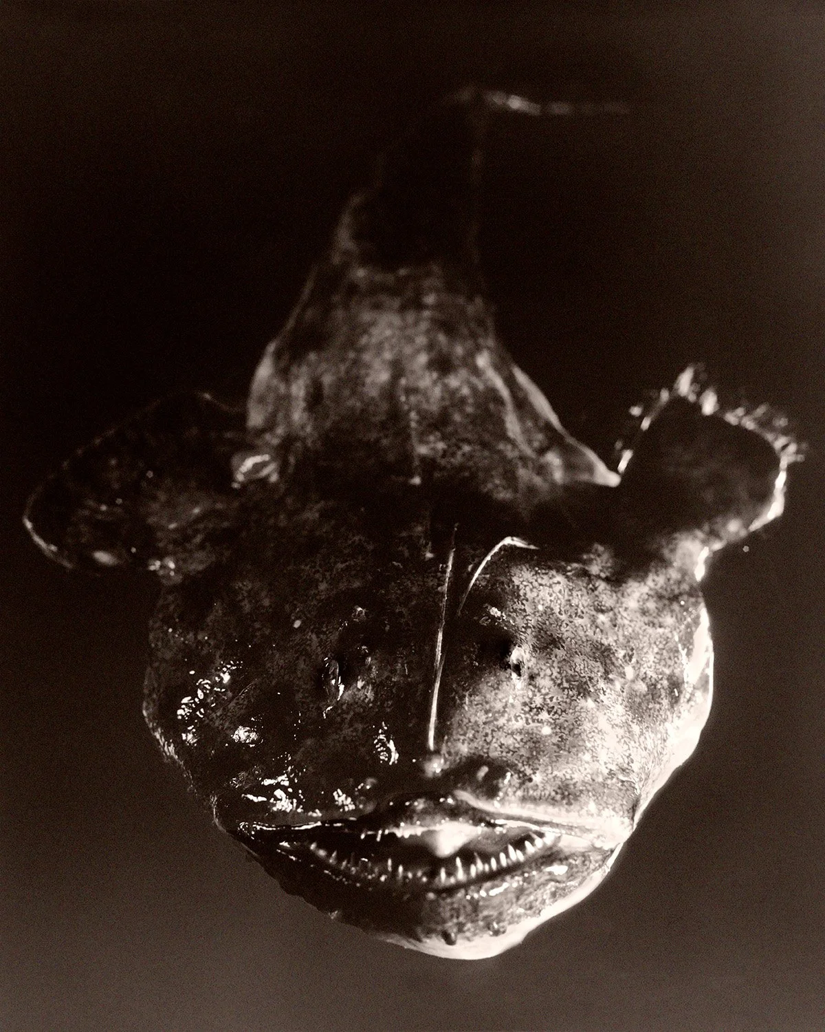 Fish Turbot 74.jpg