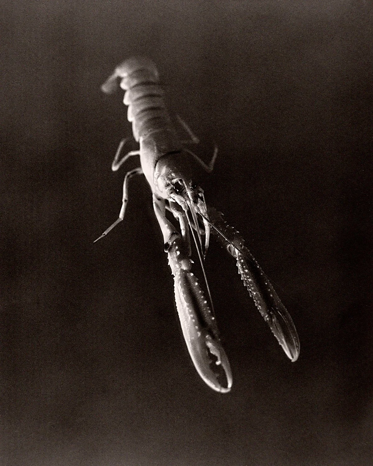 Fish Shrimp.jpg