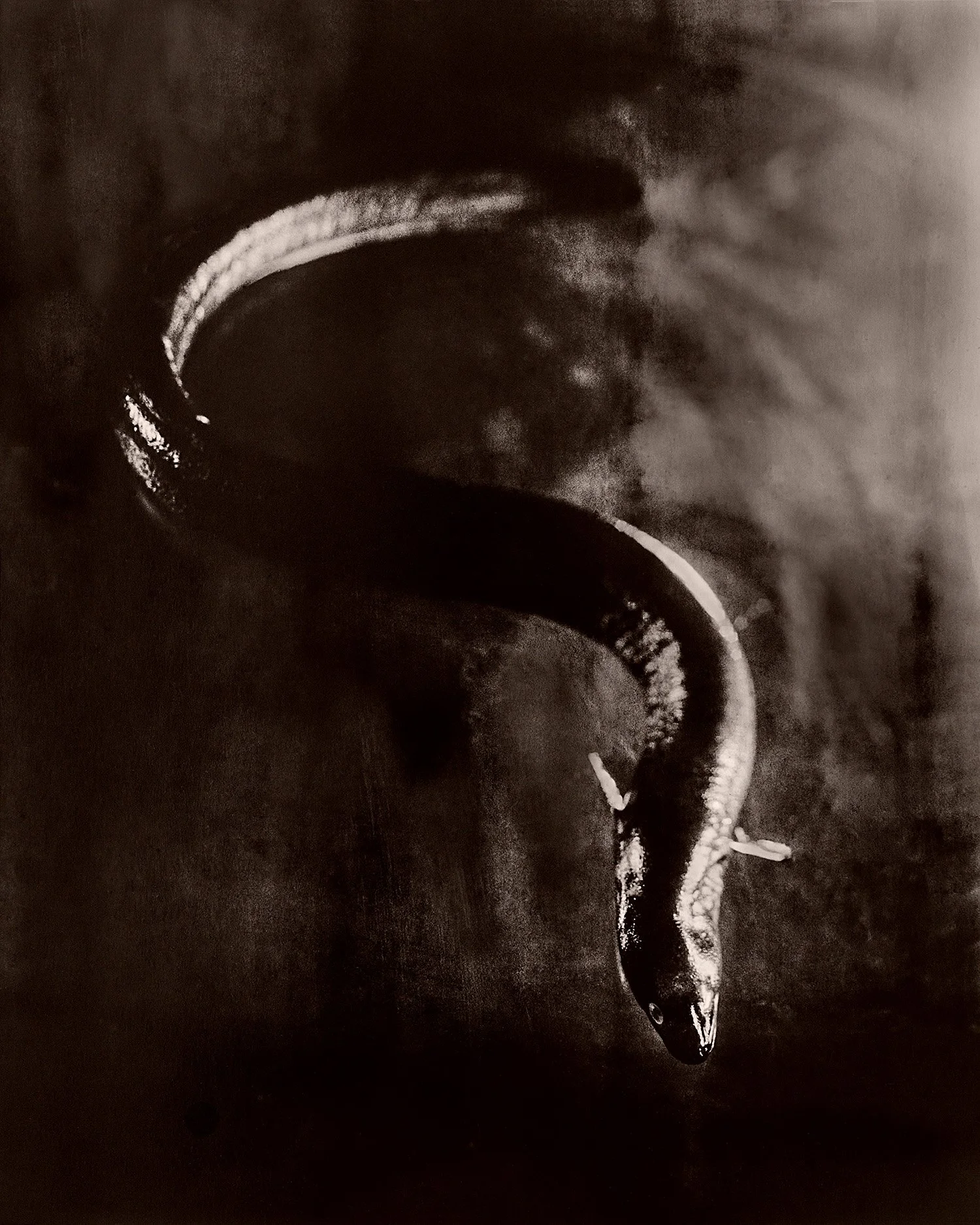 Fish Eel_2026.jpg