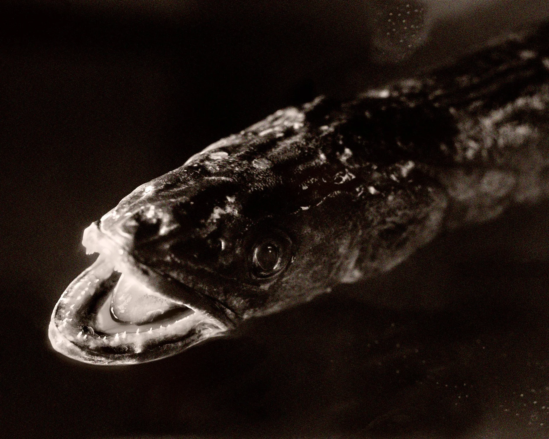 Fish Hake 18.jpg