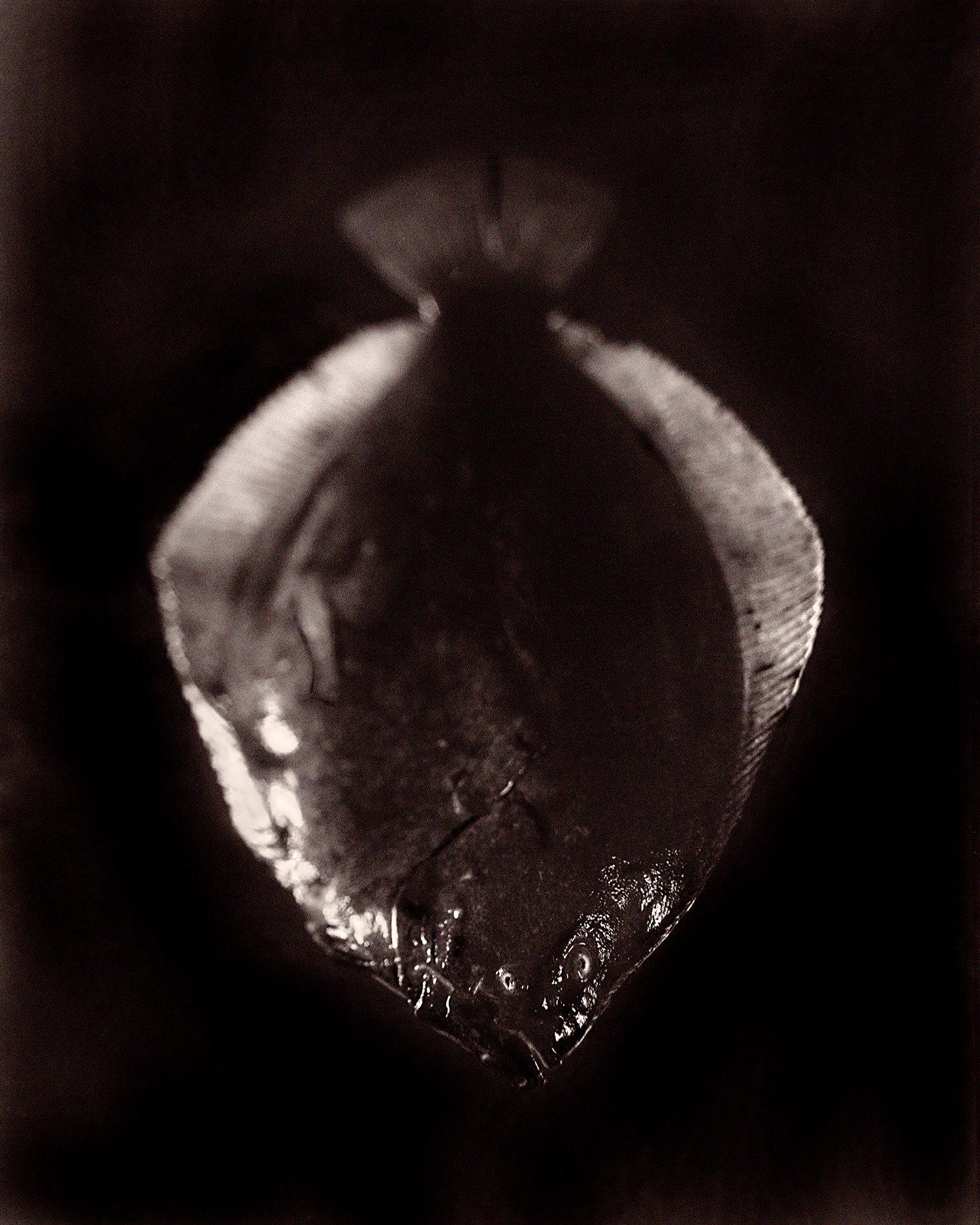 Fish 2026 22 Plaice.jpg