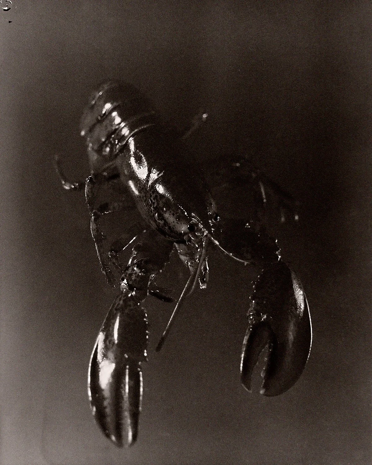 Fish 29 Lobster.jpg