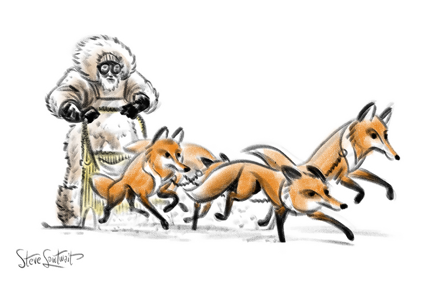 Arctic foxes.