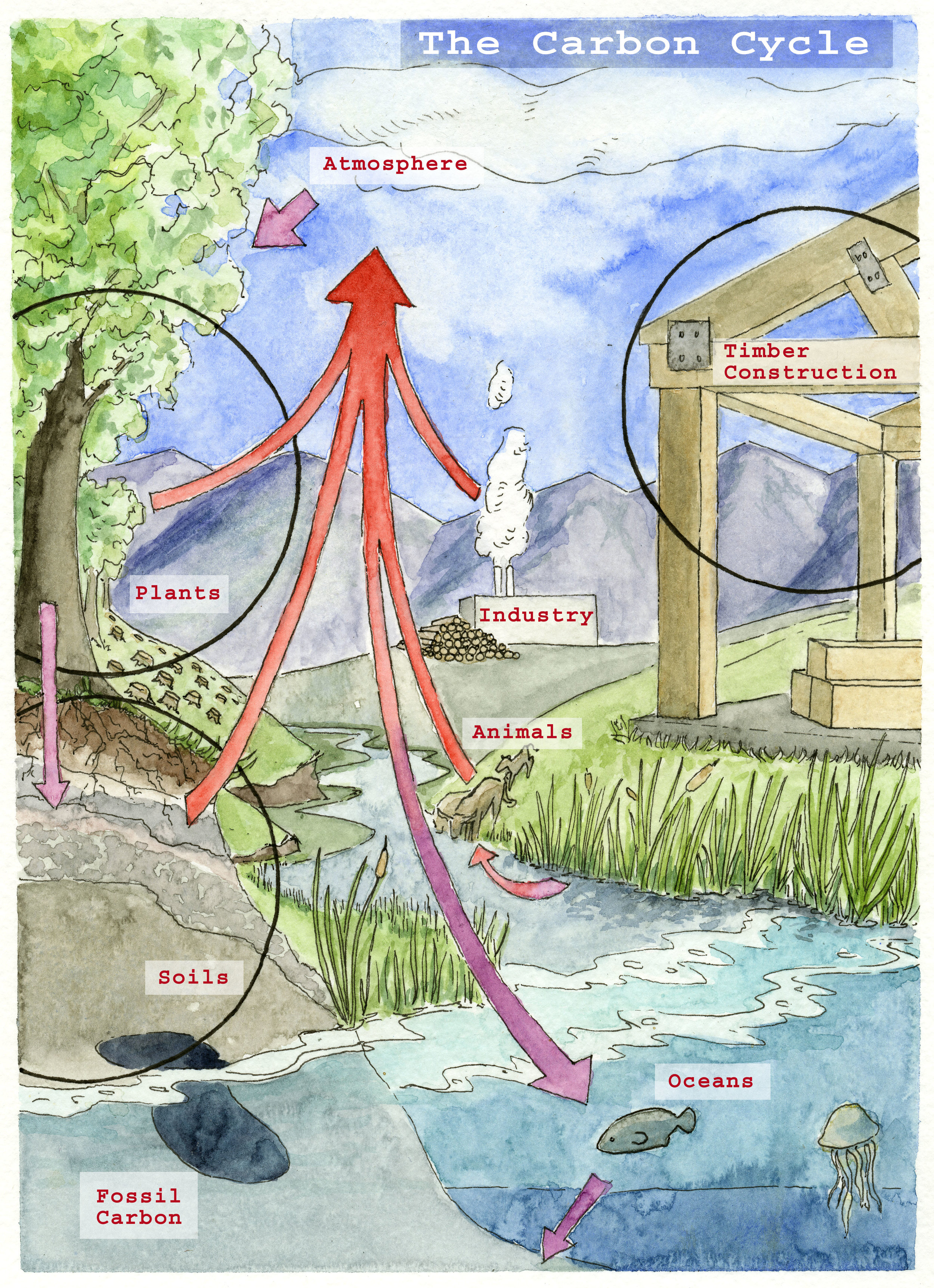 Map2 Carbon Cycle final.jpg