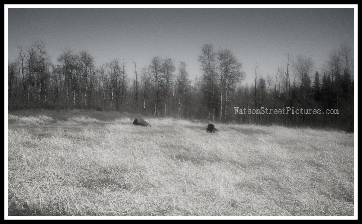 Bison Elk Island