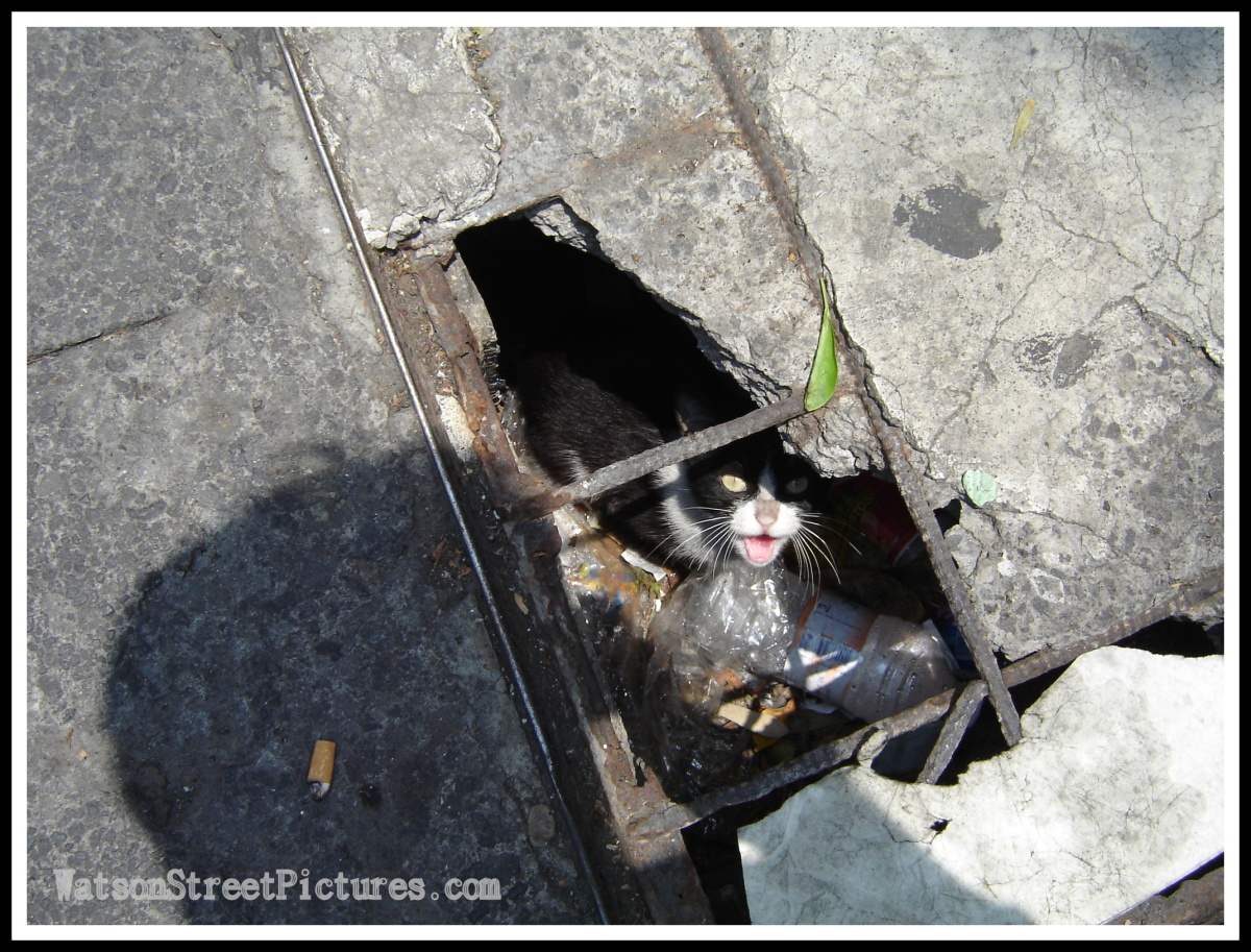 streetcat.jpg