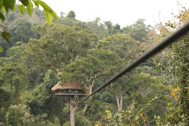 Treehouse.jpg