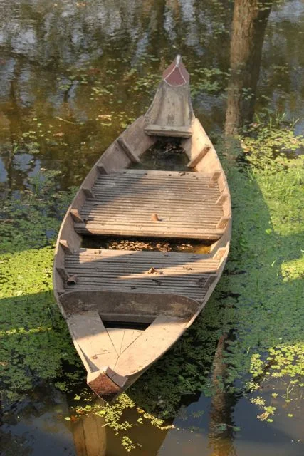 Boat moss.jpg