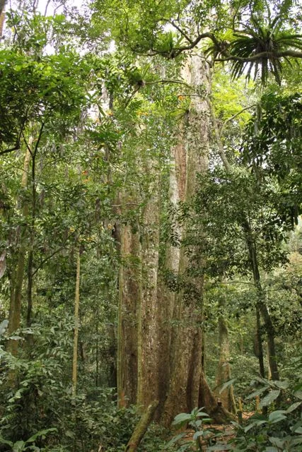 Tree.jpg
