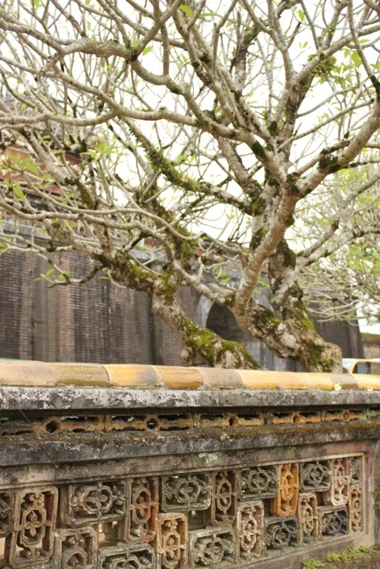 Fence & tree.jpg