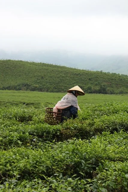 Tea picking.jpg