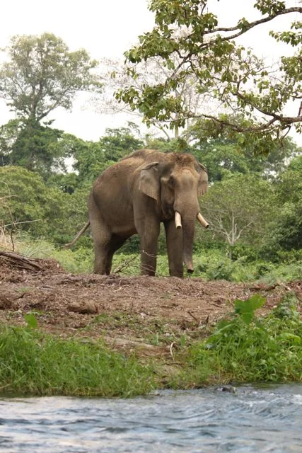 Elephant.jpg