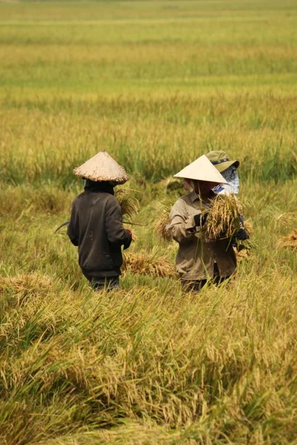 Rice cutters.jpg