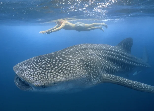 Not my photo, but this is what it was like (I wore snorkel, mask and flippers).. Photo from http://ds-lands.com
