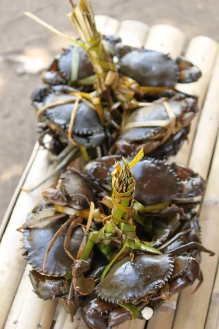 Crabs.jpg