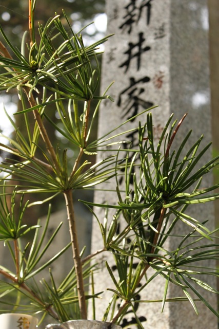 Conifer.jpg