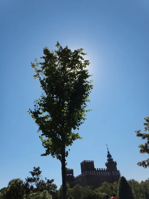 Tree silhouette.jpg