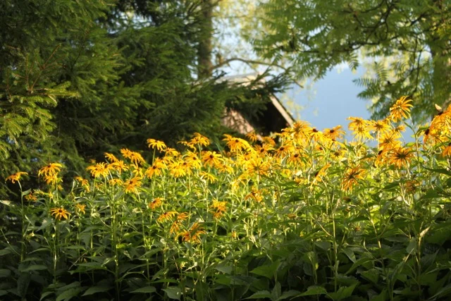 Flowers.jpg