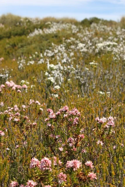 Wildflowers.jpg