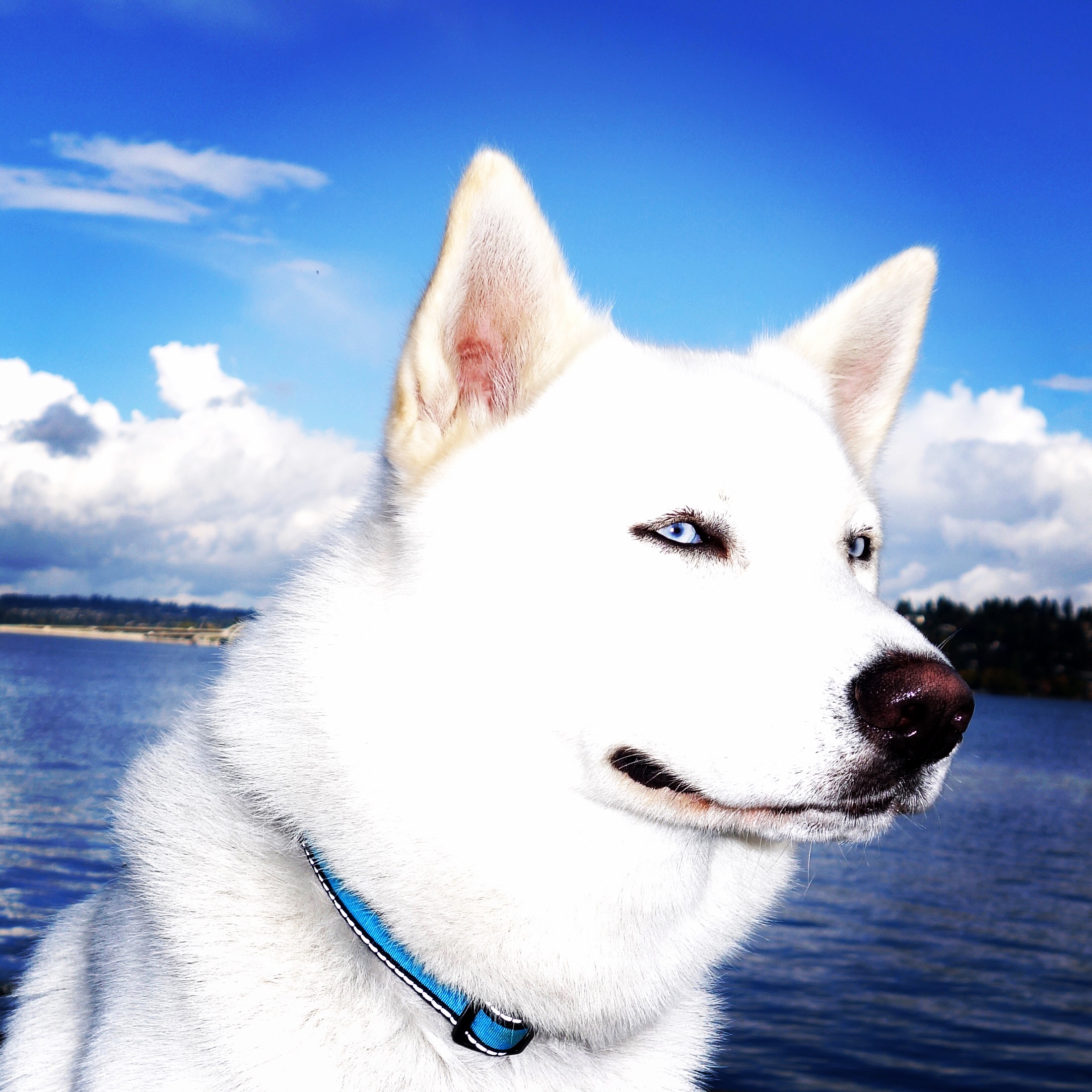 This is Maximus