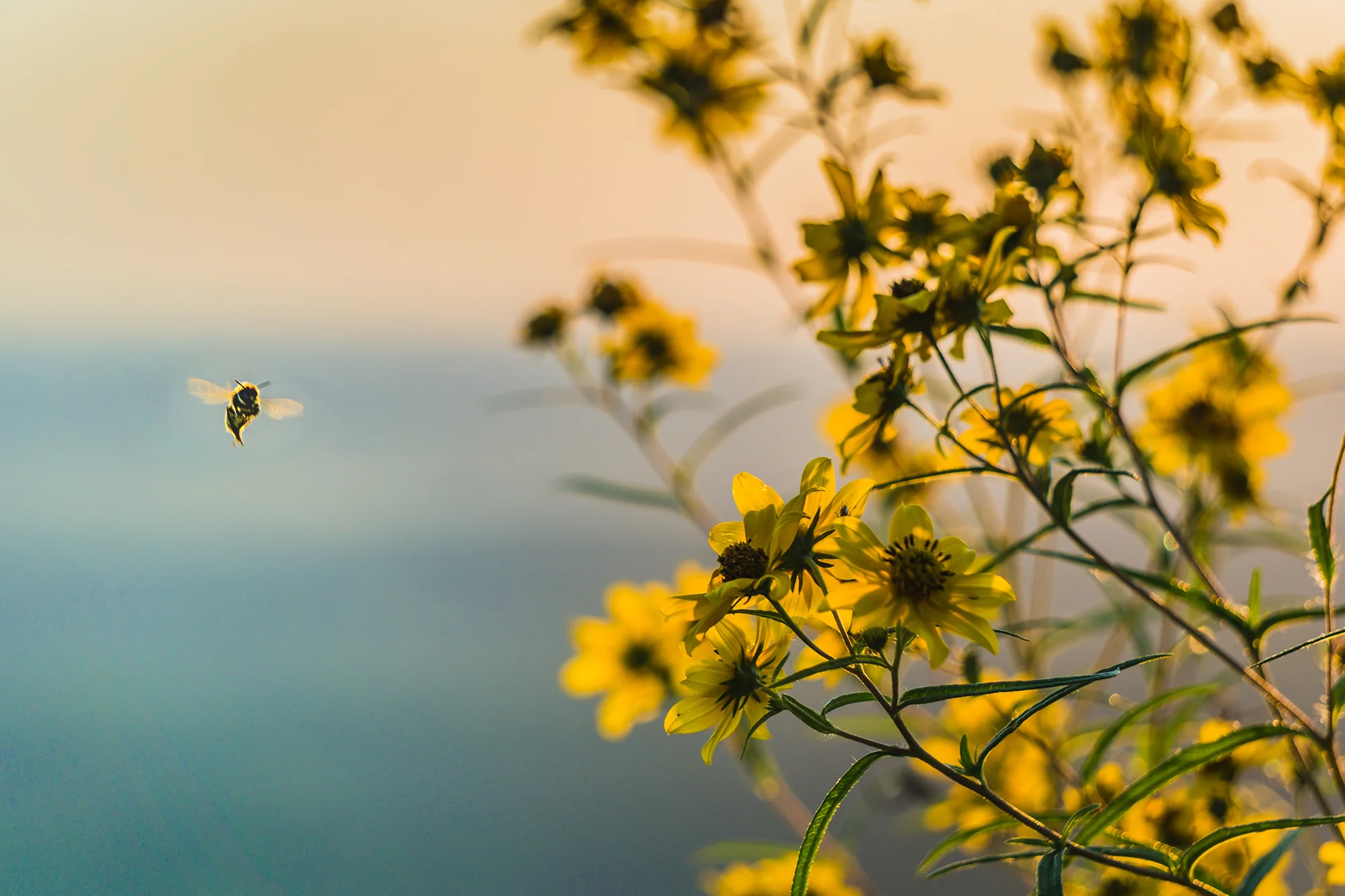 honeybee2.jpg
