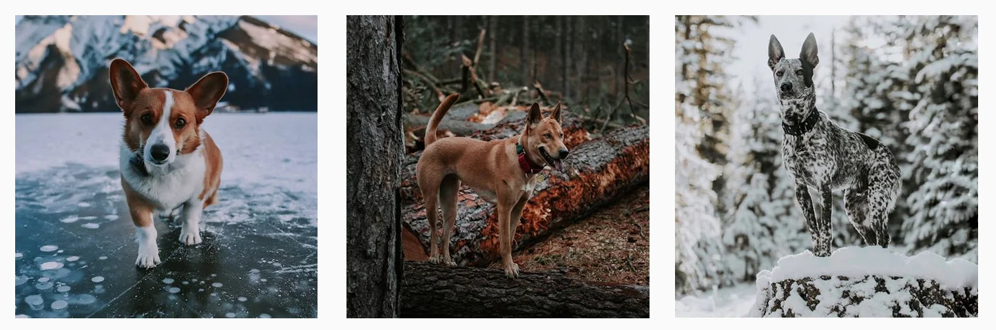 neverleavethedogbehindhashtag.jpg