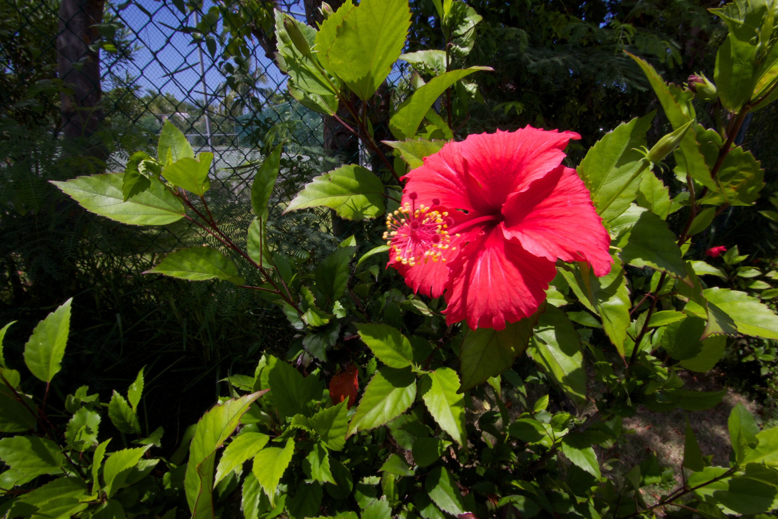 The Hideaway Tropical Garden.jpg