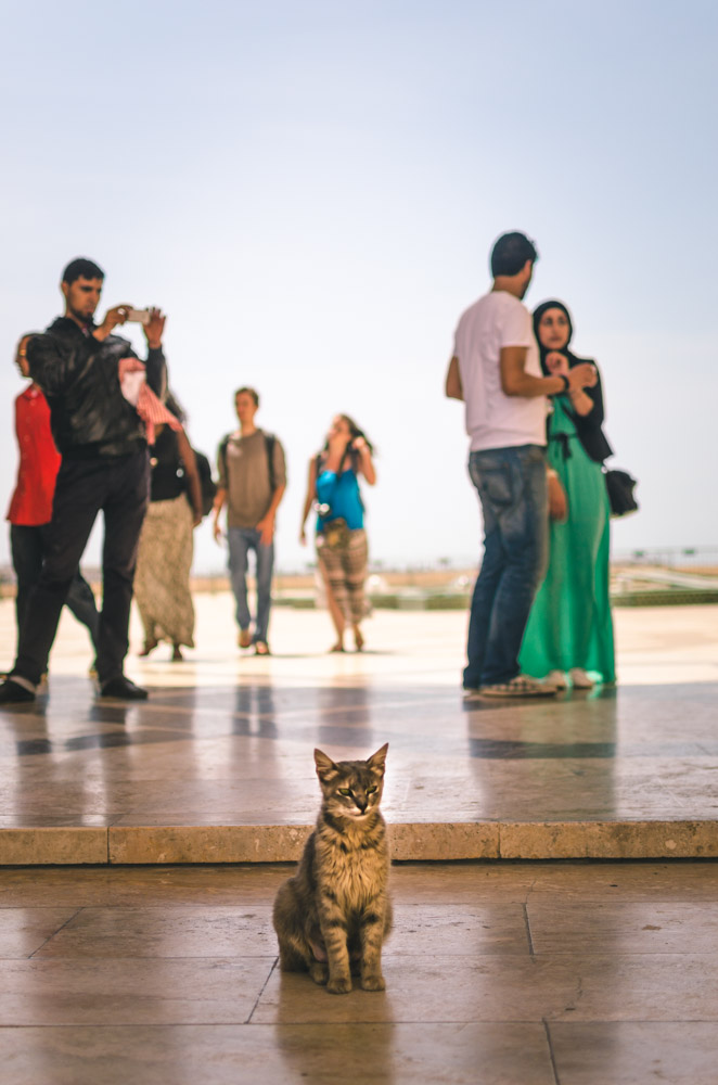 Cat Vs. World