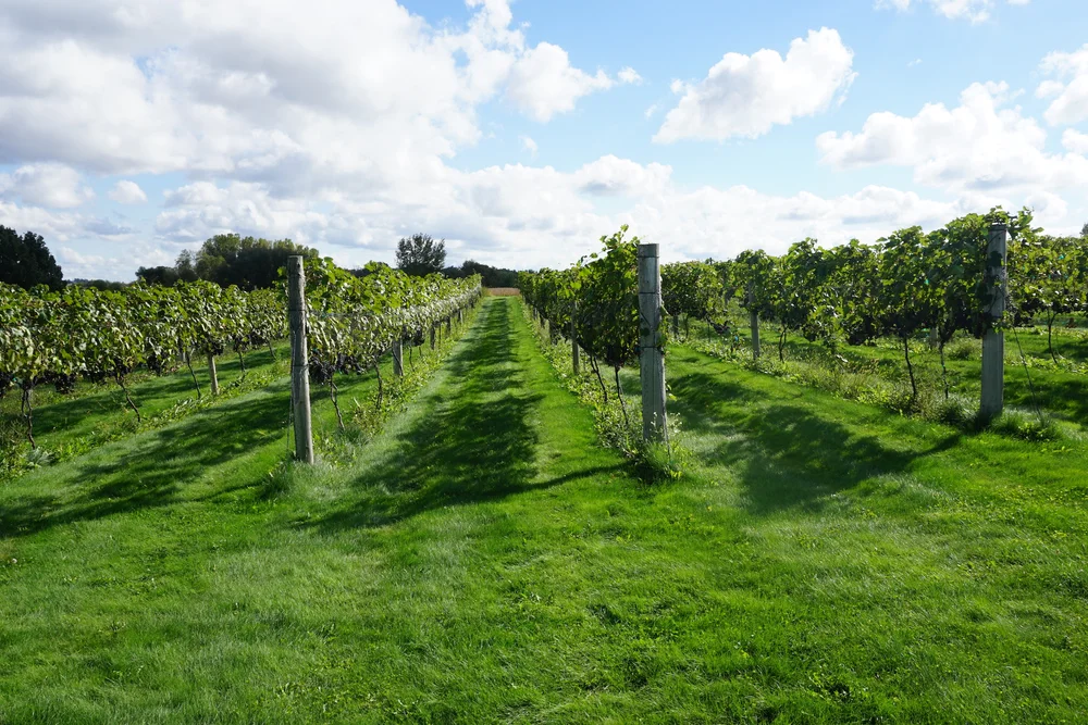 Vines & Rushes Winery