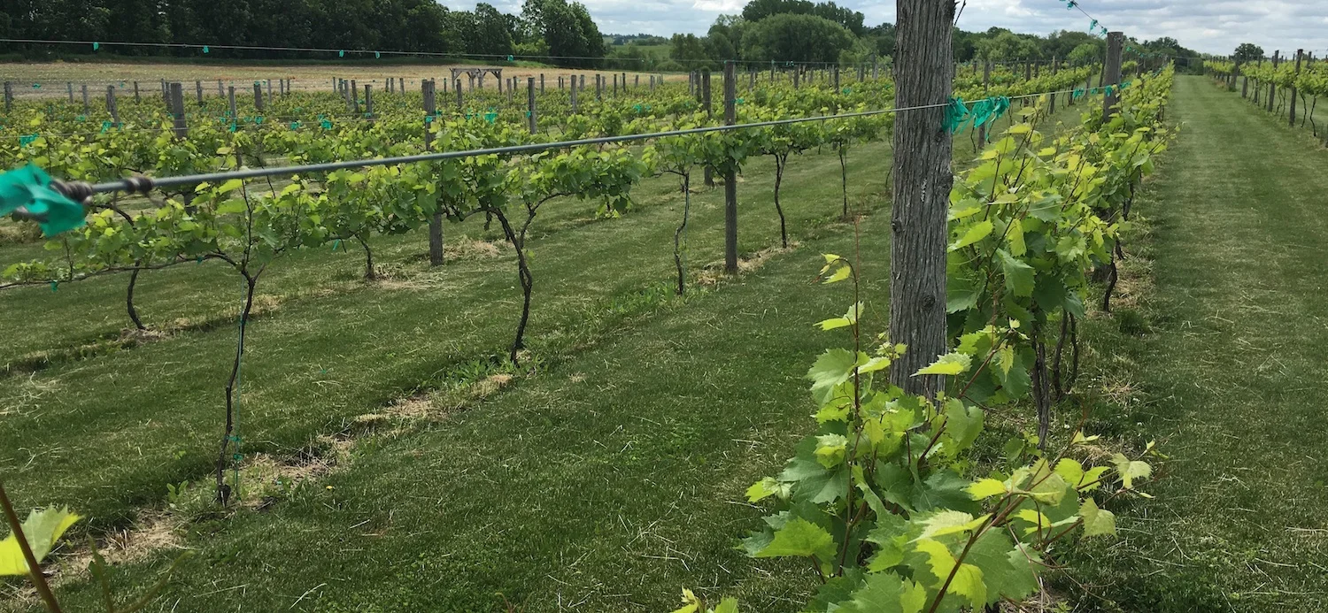 Vines & Rushes Winery