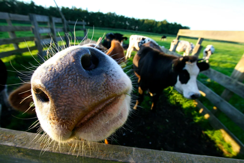 MOOOOOOOOOO...