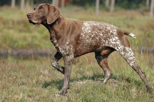 The German Shorthaired Pointer. Get it? Pointer? Get it? I'll see myself out. By Bonnie van den Born, http://www.bonfoto.nl - Transferred from nl.wikipedia to Commons., CC BY-SA 3.0, https://commons.wikimedia.org/w/index.php?curid=1745399