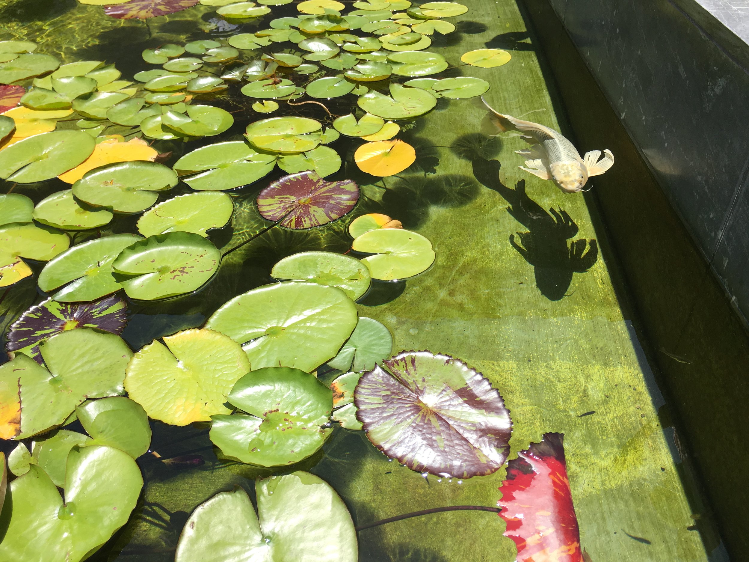 Photo by Elecia White at the Getty Villa The koi carp is thought to be a symbol of luck, prosperity, and good fortune in Japan. May your new lead/boss/manager bring you the same.