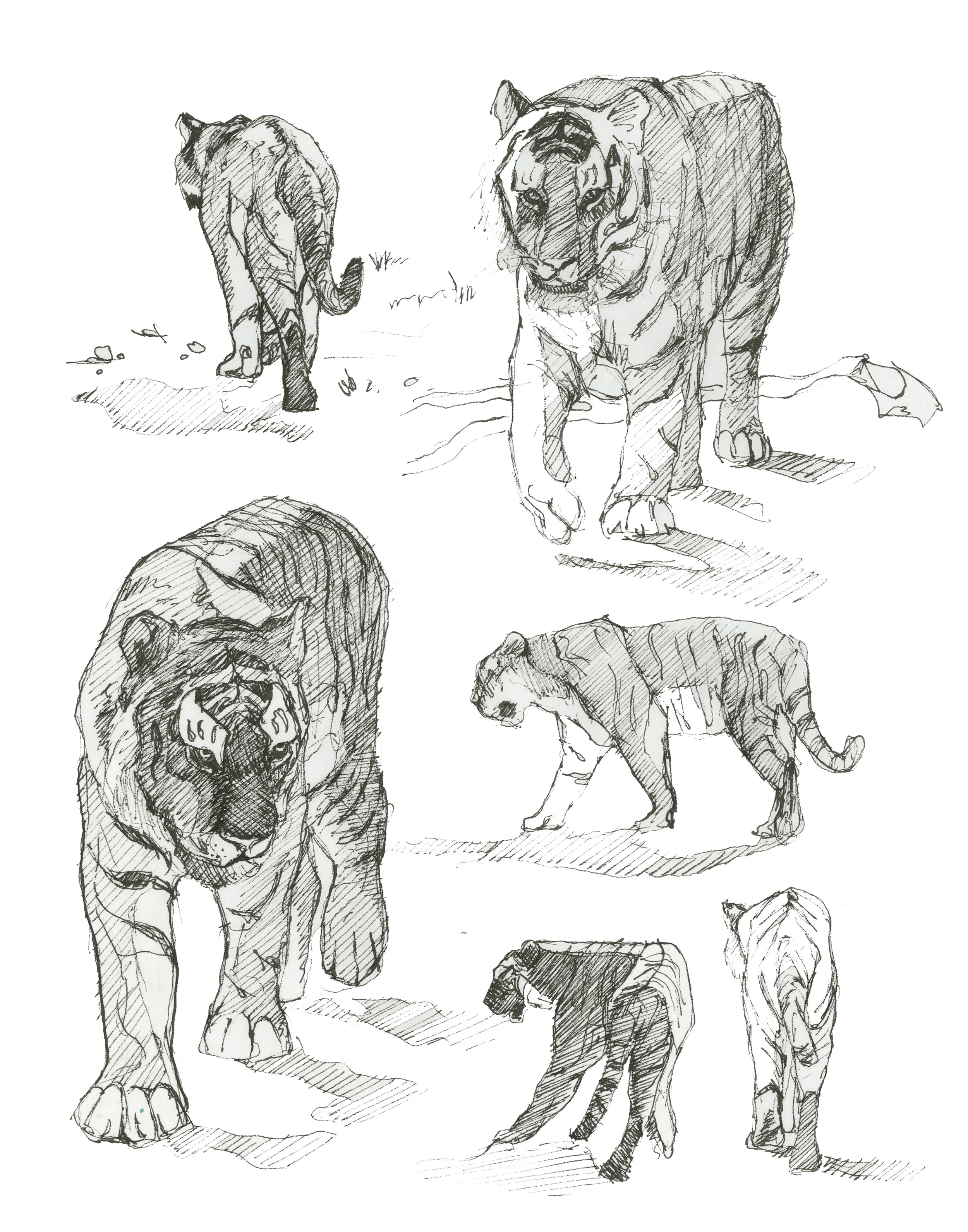Tiger Studies.