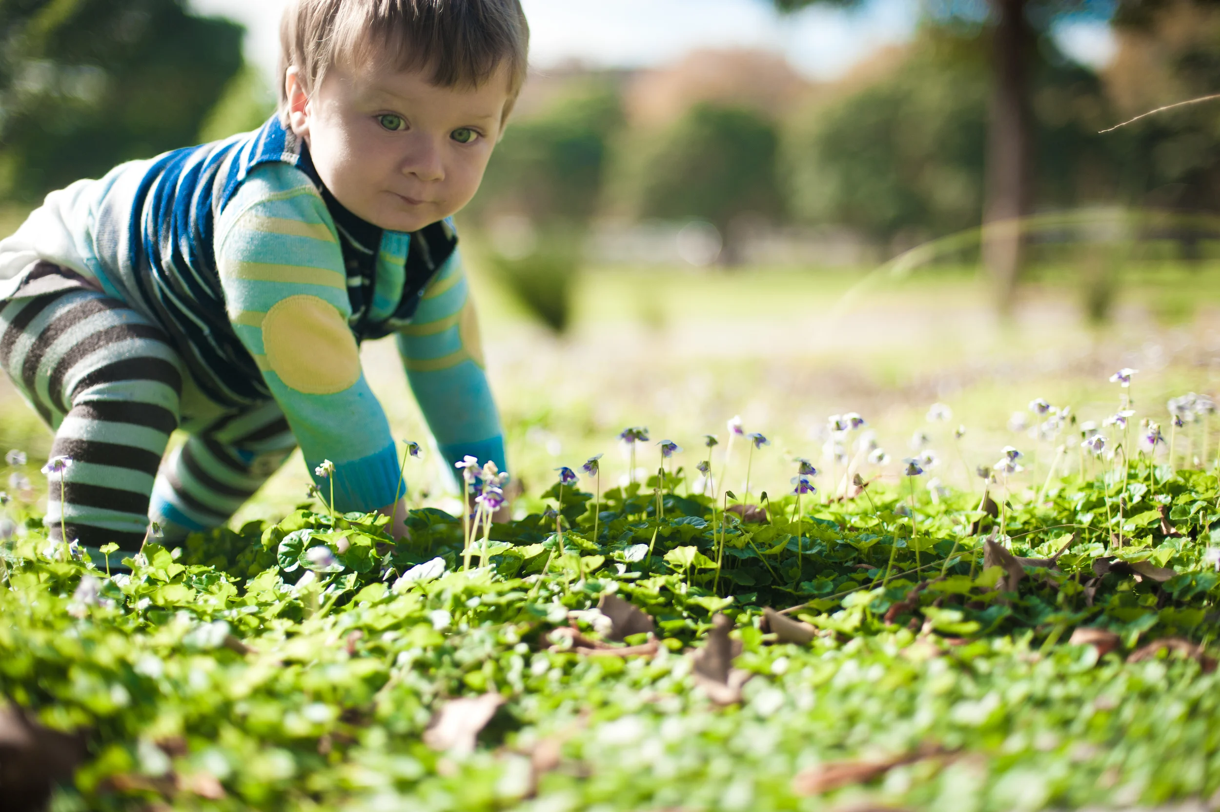 Trolley Forage Violet-0693.jpg