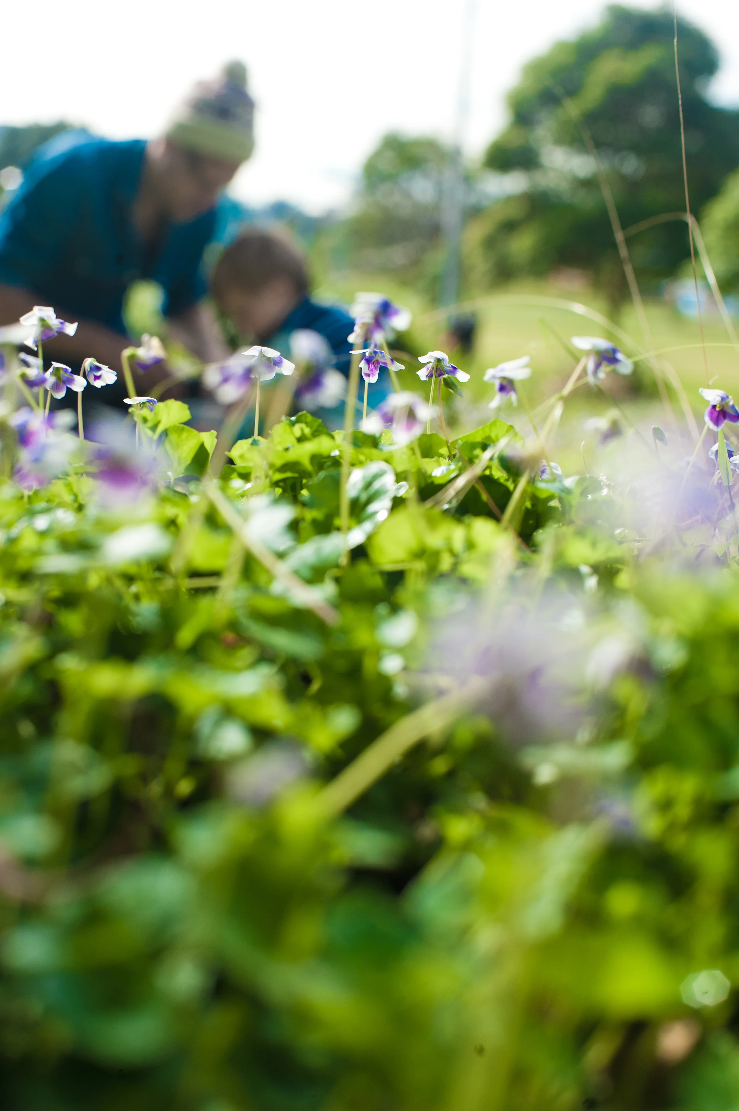 Trolley Forage Violet-0727.jpg
