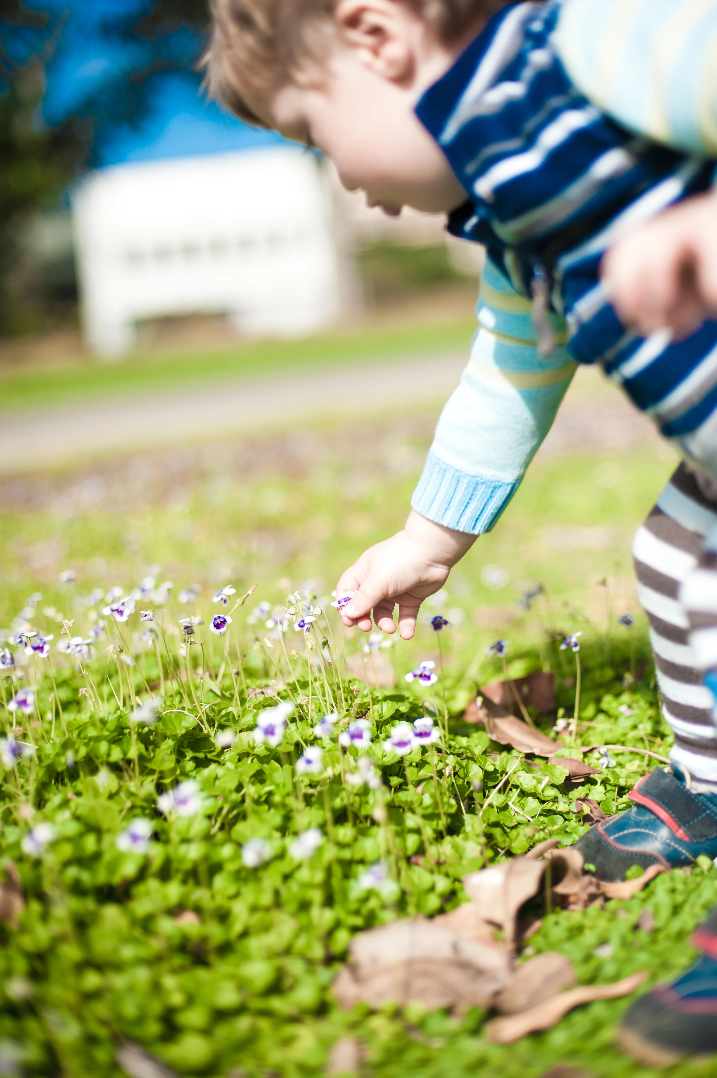 Trolley Forage Violet-0689.jpg