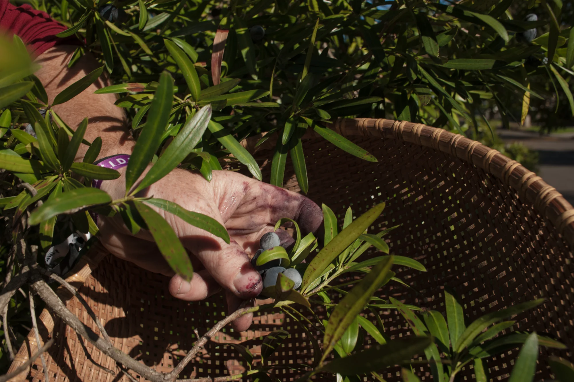 foraged native australian berries.jpg