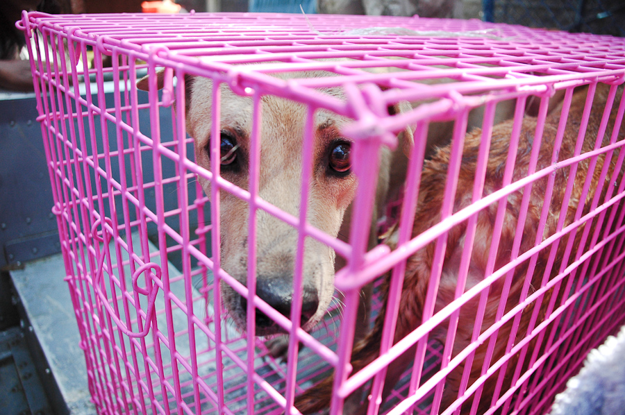 Pet Rescue: BKK