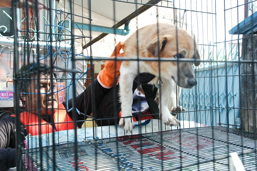 Pet Rescue: BKK