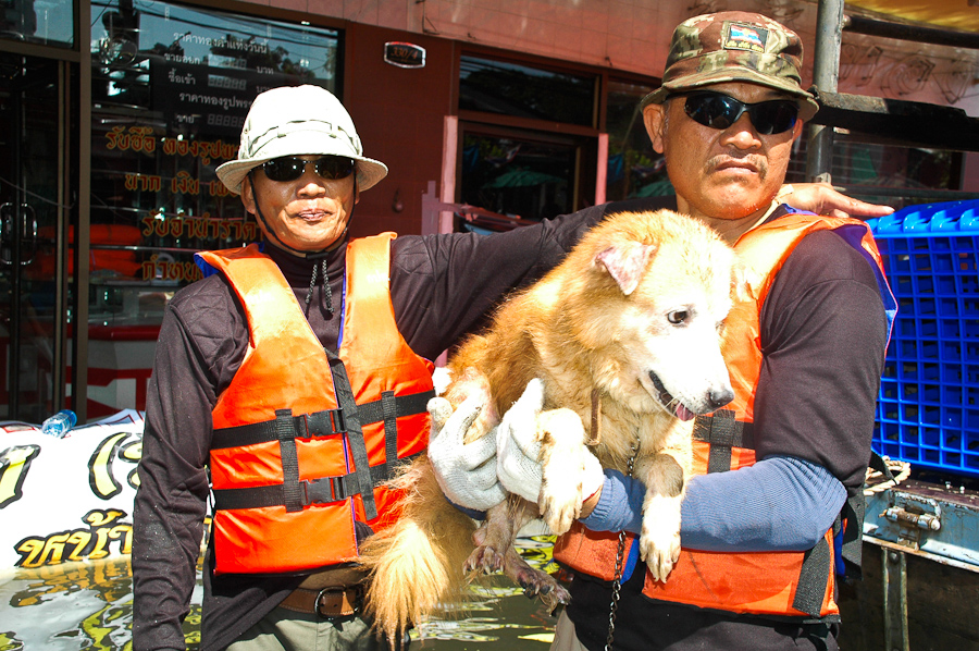 Pet Rescue: BKK