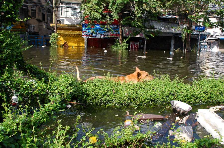  A dog goes for a swim in a flooded neighborhood in western Bangkok. 