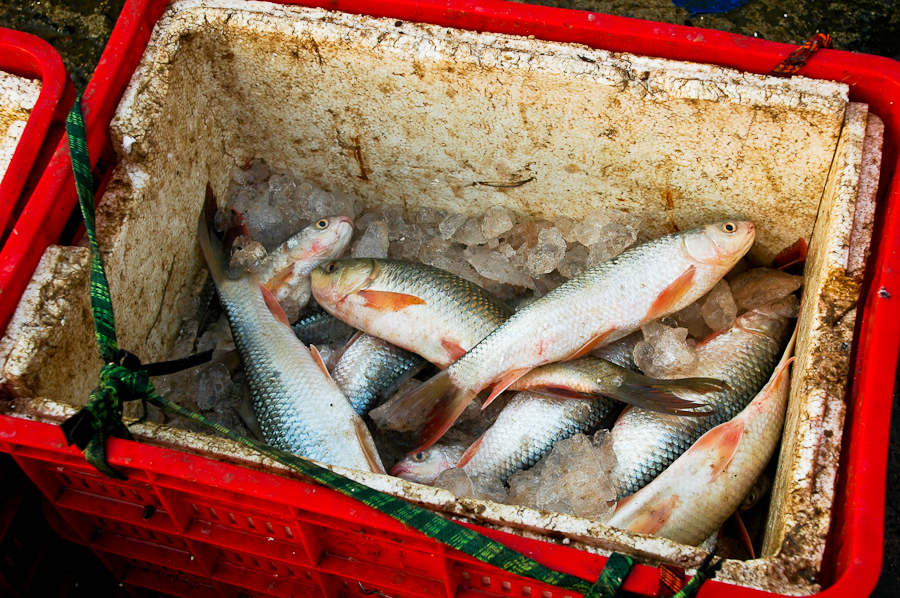  Fish kept on ice at a market outside Phnom Penh. 